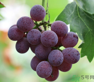拉肚子能吃葡萄嗎?拉肚子吃什么食物好? 拉肚子能吃葡萄嗎?拉肚子吃什么食物好?