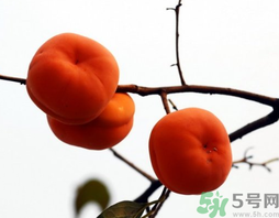 吃柿子會胖嗎？柿子吃多了會胖嗎？