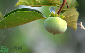 孕婦可以吃青柿子嗎？青柿子孕婦可以吃嗎？