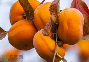 為何叫懶柿子？懶柿子的營養價值？