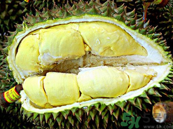 月經(jīng)期間可以吃榴蓮嗎？來月經(jīng)可以吃榴蓮嗎？