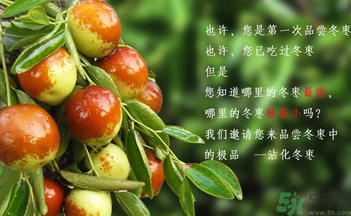 晚上吃棗子會胖嗎?晚上吃新鮮棗子會胖嗎? 晚上吃棗子會胖嗎?晚上吃新鮮棗子會胖嗎?