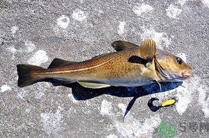 銀鱈魚和鱈魚哪個好?銀鱈魚和鱈魚的區別