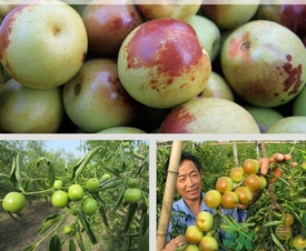 柿子和冬棗能一起吃嗎？冬棗和柿子能不能一起吃？