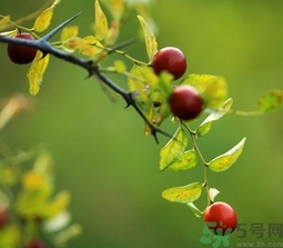 酸棗什么時(shí)候成熟？酸棗什么時(shí)候上市？