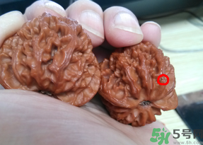 核桃長蟲了還能吃嗎？核桃長蟲子怎么處理？