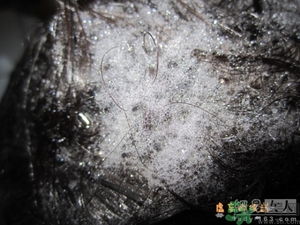 淳萃水舞櫻花洗發水好用嗎？淳萃水舞櫻花洗發水多少錢？