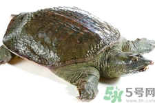 被甲魚咬了要打破傷風嗎？被甲魚咬了怎么辦？