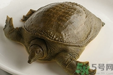被甲魚咬了要打破傷風嗎？被甲魚咬了怎么辦？