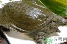 甲魚怎么吃最有營養(yǎng)？甲魚怎么吃最補身體？