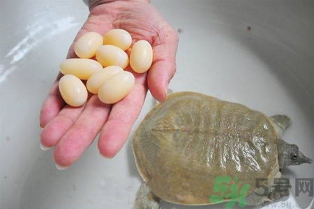小孩能吃甲魚嗎？小孩能吃甲魚蛋嗎？