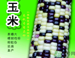 彩色玉米是轉(zhuǎn)基因嗎？彩色玉米能吃嗎？