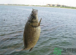 秋天釣魚用什么餌料？秋季釣魚用什么餌料好？