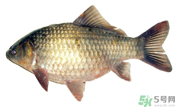 秋天釣鯽魚用什么餌料？秋天釣鯽魚用什么味餌？