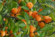 坐月子能吃脆柿子嗎？脯乳期可以吃脆柿子嗎？