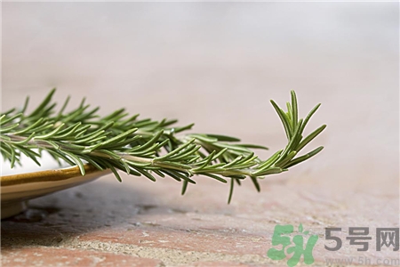 迷迭香的營養價值 迷迭香的功效與作用
