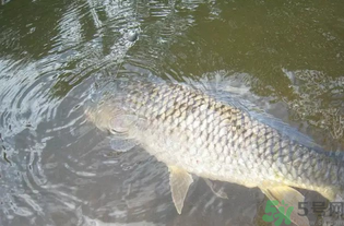 秋天釣魚用腥還是香？秋天釣魚用什么味型餌料？