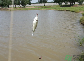 秋天釣魚深水還是淺水?秋天釣魚釣深水還是淺水? 秋天釣魚深水還是淺水?秋天釣魚釣深水還是淺水?
