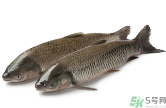 十月份草魚好釣嗎?十月份怎么釣草魚? 十月份草魚好釣嗎?十月份怎么釣草魚?