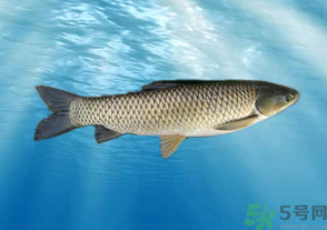 十月份草魚好釣嗎?十月份怎么釣草魚? 十月份草魚好釣嗎?十月份怎么釣草魚?