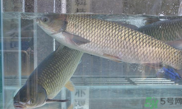 十月份草魚好釣嗎?十月份怎么釣草魚? 十月份草魚好釣嗎?十月份怎么釣草魚?
