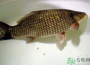 釣的魚死了還能吃嗎？釣的魚死了怎么處理？