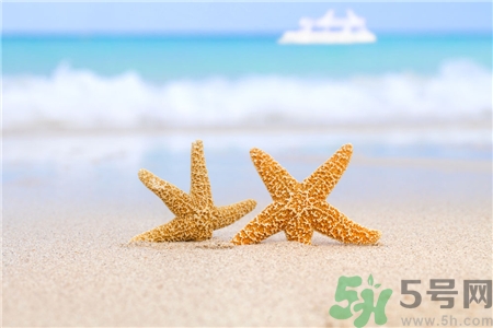 海星的營養價值 海星的功效與作用