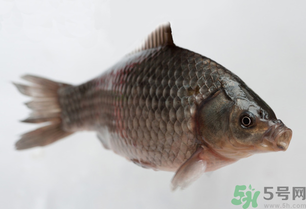 釣的魚死了還能吃嗎？釣的魚死了怎么處理？