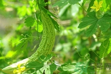 喝苦瓜能減肥嗎？喝苦瓜茶減肥效果怎么樣？