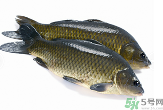 活鯉魚怎么保存？鯉魚怎么養(yǎng)才不容易死？