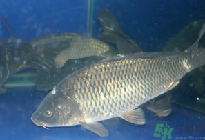 活鯉魚怎么保存？鯉魚怎么養(yǎng)才不容易死？