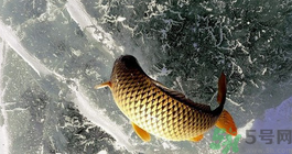 鯉魚死了怎樣保鮮?鯉魚死后怎么保存? 鯉魚死了怎樣保鮮?鯉魚死后怎么保存?
