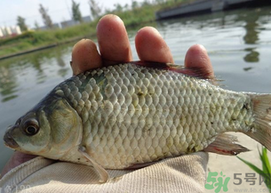 野生鯽魚多少錢一斤?野生鯽魚怎么區分? 野生鯽魚多少錢一斤?野生鯽魚怎么區分?