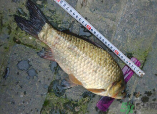 野生鯽魚多少錢一斤?野生鯽魚怎么區分? 野生鯽魚多少錢一斤?野生鯽魚怎么區分?