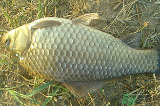 野生鯽魚多少錢一斤?野生鯽魚怎么區分? 野生鯽魚多少錢一斤?野生鯽魚怎么區分?