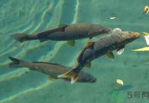 十月份釣青魚好釣嗎？釣青魚什么時(shí)間最好？