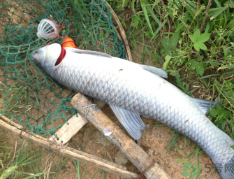 十月份釣青魚好釣嗎？釣青魚什么時(shí)間最好？