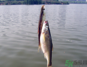 陰天怎么釣魚？陰天釣魚技巧
