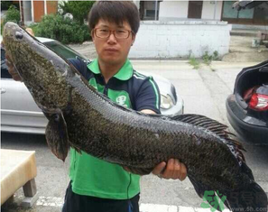 秋季釣黑魚用什么魚餌？秋天釣黑魚用什么餌？