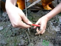 秋季可以釣黃鱔嗎?黃鱔怎么釣? 秋季可以釣黃鱔嗎?黃鱔怎么釣?