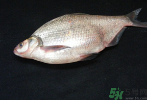 鳊魚多少錢一斤？野生鳊魚多少錢一斤？