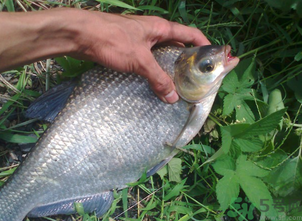 鳊魚多少錢一斤？野生鳊魚多少錢一斤？