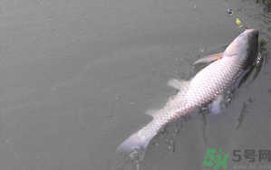 秋天夜釣草魚(yú)怎么釣？秋天夜釣草魚(yú)技巧