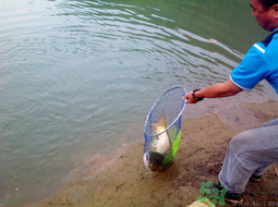 秋天夜釣草魚用什么餌料?秋季夜釣草魚餌料配方 秋天夜釣草魚用什么餌料?秋季夜釣草魚餌料配方