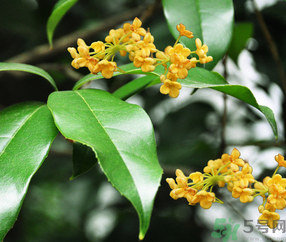剛摘的桂花怎么清洗？新鮮桂花怎么清洗？