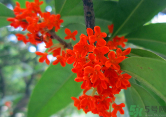 剛摘的桂花怎么清洗？新鮮桂花怎么清洗？