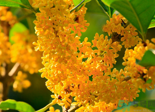 剛摘的桂花怎么清洗？新鮮桂花怎么清洗？