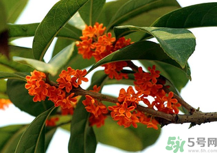 桂花怎么保存？桂花怎么保存香味？