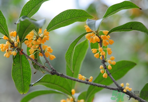桂花怎么保存？桂花怎么保存香味？