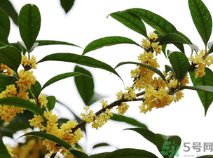 桂花怎么保存？桂花怎么保存香味？